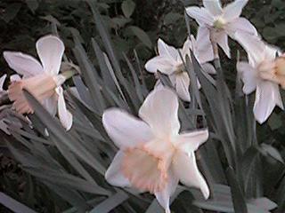 Pink trumpet bunch