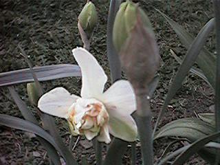 Pink ruffled trumpet