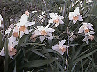 pink trumpet bunch 2