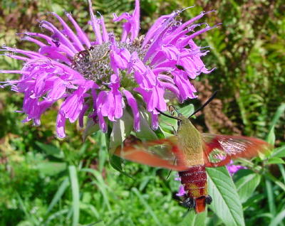 Hummingbird Moth back