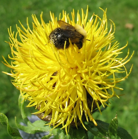bumblebee on centaurea