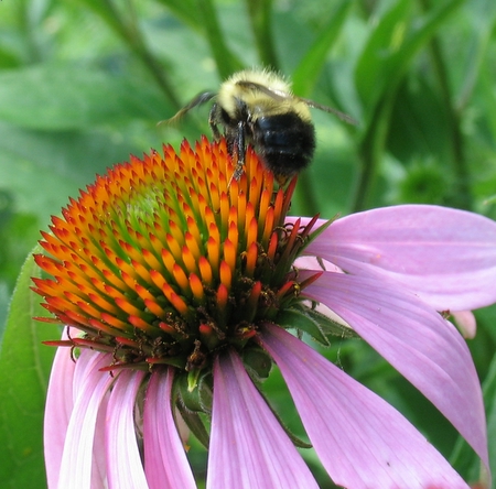 Bumblebee on purple coneflower