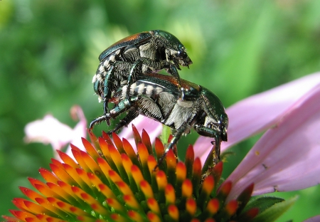 Japanese Beetles mating.  Oh, my.