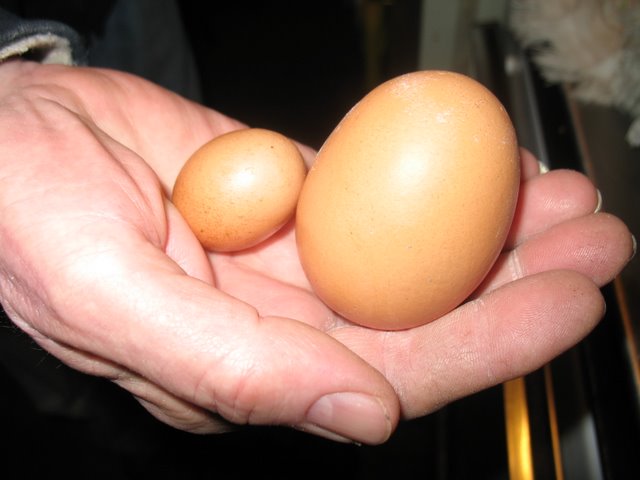 Big and Little egg