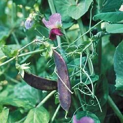 Blue Pea - Blauwschokkers - Seed Savers Exchange photo