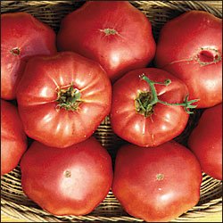 Brandywine Tomato (Sudduth's Strain)