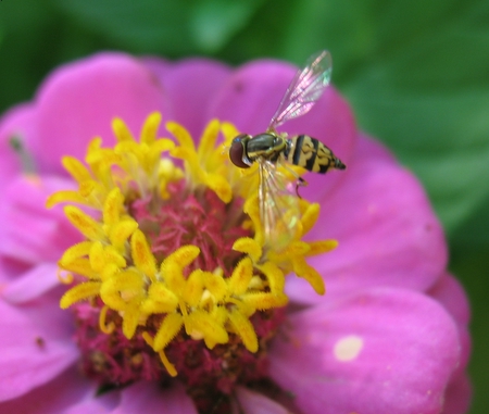 bee like insect on zinnia