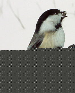 Chicadee with Seed Jan26,2003