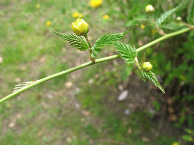 pretty yellow bud