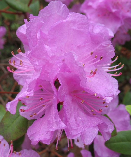 azalea blossom