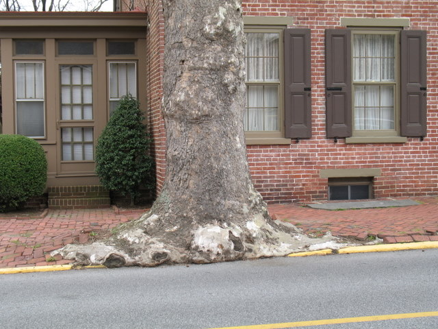 tree seeping onto road