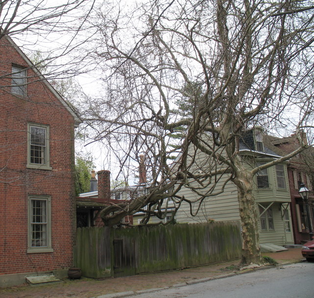 trees entwined