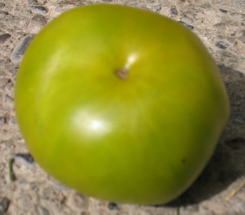 Dorothy's Green Heirloom Tomato is really green!