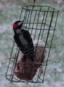 Downy Woodpecker