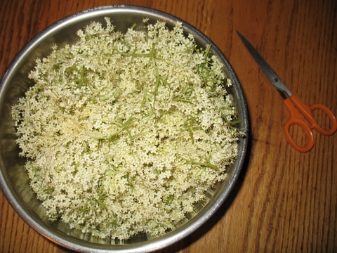 Elderberry Flowers, elderflowers, trimmed for wine