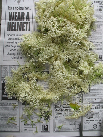 elderflowers resting on newspaper to let the bugs leave