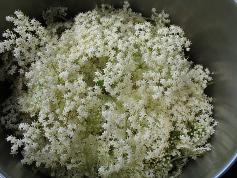 Elderberry Flowers, elderflowers