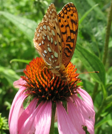 fritilary