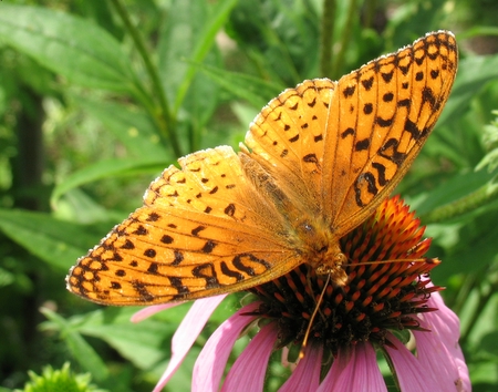 fritillary