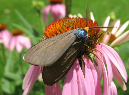 Virginia Ctenuchid Moth on purple coneflower