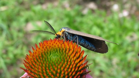 Virginia Ctenuchid Moth on purple coneflower