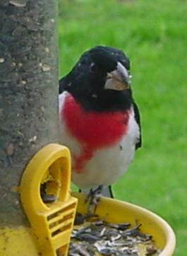 Rose Breasted Grosbeak 5-5-03