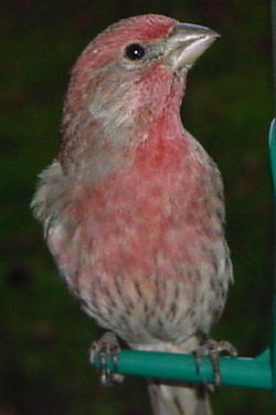 House finch