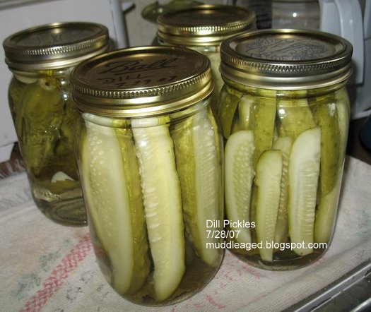 Dill Pickles just out of the canner