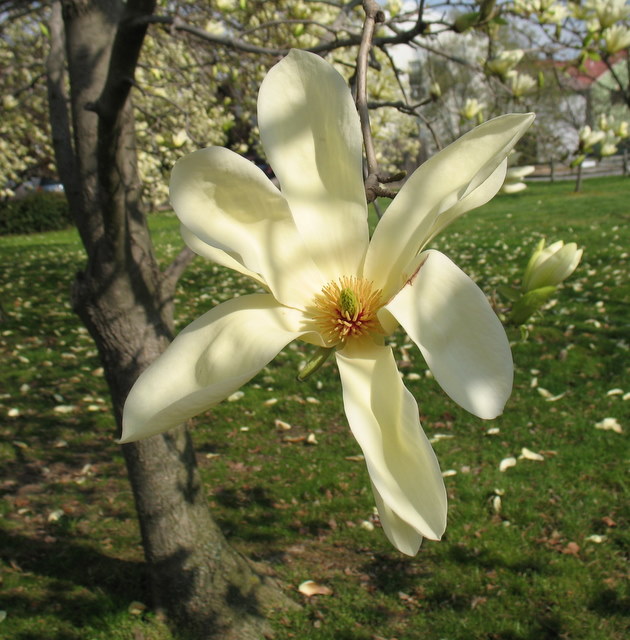 beautiful tree blossom