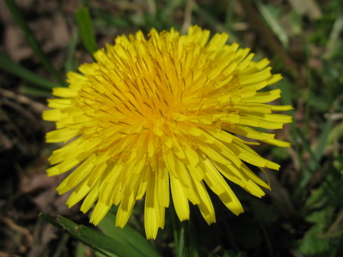 DANDELION FLOWER