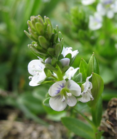 pretty little weed