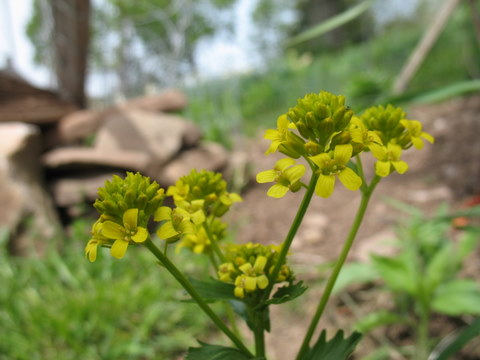 mustard flower