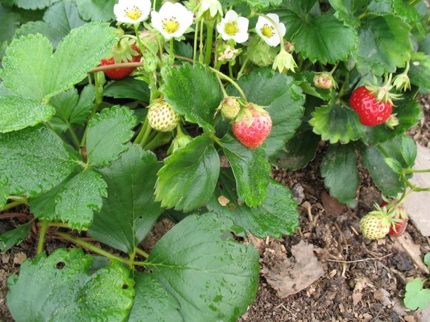 Mara des Bois strawberry plant