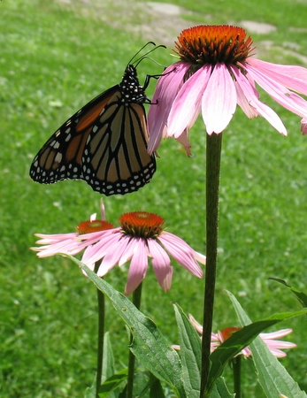 Monarch butterfly on purple coneflower