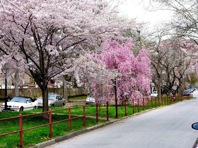 New Castle, Delaware, street in bloom