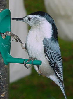 Nuthatch