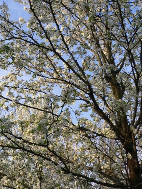 blooming fruit tree