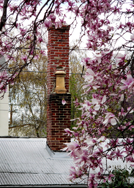 magnolia tree with chimney
