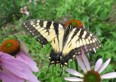 Swallowtail butterfly on purple coneflower