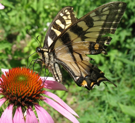 Swallowtail butterfly on purple coneflower