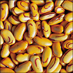 Tiger Eye Bean - Seed Savers Exchange photo