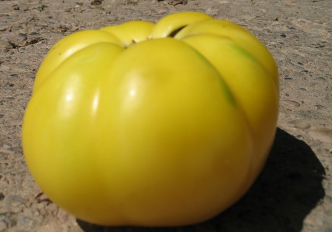 White Beauty Heirloom Tomato - a lovely yellow