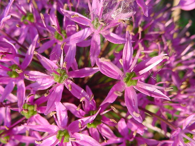 Giant Allium with dandelion fluff