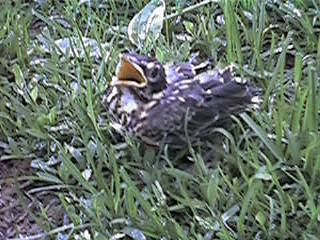 baby bird open mouth