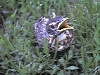 baby bird looking for food