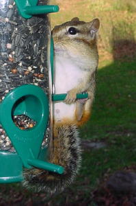 Chipmunk with full cheeks!