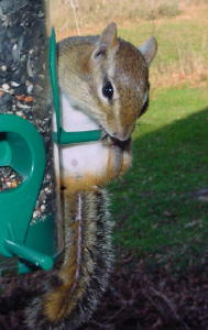 Chipmunk before dinner