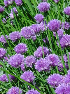 Chives