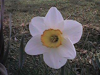 White orange trumpet