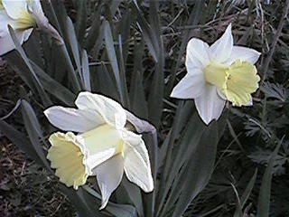 white yellow trumpet